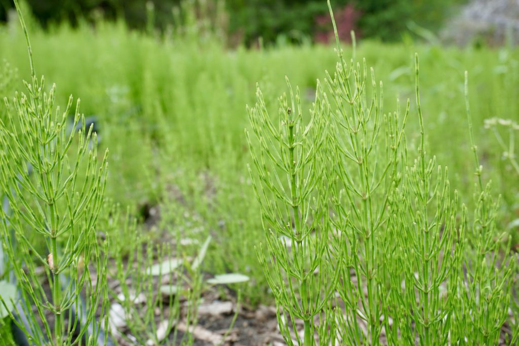 Horsetail tea natural fungicide for plants at home